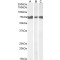 Inositol-Trisphosphate 3-Kinase C (IP3KC) Antibody