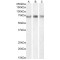 Tyrosine-Protein Kinase ITK/TSK (ITK) Antibody