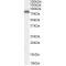 Potassium Voltage-Gated Channel Subfamily C Member 3 (KCNC3) Antibody