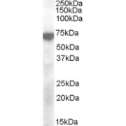 abx432888 (2 µg/ml) staining of Cerebellum lysate (35 µg protein in RIPA buffer). Primary incubation was 1 hour. Detected by chemiluminescence.