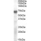 Potassium Voltage-Gated Channel Subfamily Q Member 4 (KCNQ4) Antibody