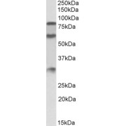 abx432895 (0.3 µg/ml) staining of Human Kidney lysate (35 µg protein in RIPA buffer). Detected by chemiluminescence.