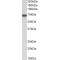 Kininogen 1 (KNG1) Antibody