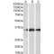 Kallikrein 5 (KLK5) Antibody
