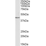 abx432905 (1 µg/ml) staining of MCF7 cell lysate (35 µg protein in RIPA buffer). Primary incubation was 1 hour. Detected by chemiluminescence.
