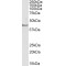 Lactadherin Antibody
