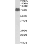 abx432911 (1 µg/ml) staining of Human Kidney lysate (35 µg protein in RIPA buffer). Primary incubation was 1 hour. Detected by chemiluminescence.