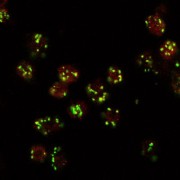 abx432917 (10 µg/ml) staining (red, AlexaFluor 555) of Drosophila S2 cells, co-stained with MG130 rabbit antibody (green, AlexaFluor 488). The yellow spots indicate co-localization of the two proteins. Data obtained by F. Riedel and S Munro, MRC Laboratory of Mol Biol, Cambridge, UK