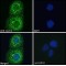 Lipin 2 (LPIN2) Antibody