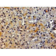 abx432938 (2 µg/ml) staining of paraffin embedded Human Liver. Steamed antigen retrieval with citrate buffer pH 6, HRP-staining.