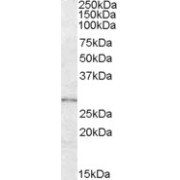 abx432942 (0.3 µg/ml) staining of Human Adipose lysate (35 µg protein in RIPA buffer). Primary incubation was 1 hour. Detected by chemiluminescence.