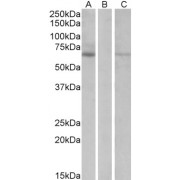 HEK293 lysate (10 µg protein in RIPA buffer) over expressing Human MKRN1 with DYKDDDDK tag probed with abx432945 (1 µg/ml) in Lane A and probed with anti- DYKDDDDK Tag (1/1000) in lane C. Mock-transfected HEK293 probed with abx432945 (1mg/ml) in Lane B. Primary incubations were for 1 hour. Detected by chemiluminescence.