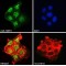 Pyrin (MEFV) Antibody