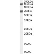 abx432963 (0.1 µg/ml) staining of Human Testis lysate (RIPA buffer, 1.4E5 cells per lane). Detected by chemiluminescence.