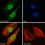 DNA Mismatch Repair Protein Mlh3 (MLH3) Antibody
