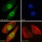 DNA Mismatch Repair Protein Mlh3 (MLH3) Antibody