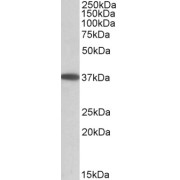 abx432980 (0.05 µg/ml) staining of Human Duodenum lysate (35 µg protein in RIPA buffer). Detected by chemiluminescence.