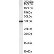 abx432982 staining (1 µg/ml) of HEK293 lysate (RIPA buffer, 35 µg total protein per lane). Detected by chemiluminescence.