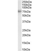 abx432986 staining (0.03 µg/ml) of Human Placenta lysate (RIPA buffer, 35 µg total protein per lane). Primary incubated for 1 hour. Detected by chemiluminescence.