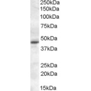 abx432994