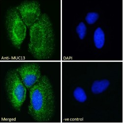 Mucin-13 (MUC13) Antibody