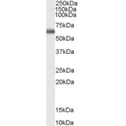 abx432999 (0.1 µg/ml) staining of Human Bone Marrow lysate (35 µg protein in RIPA buffer). Primary incubation was 1 hour. Detected by chemiluminescence.