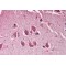 Matrix Remodelling Associated Protein 5 (MXRA5) Antibody