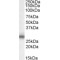 Myelin Protein zero Antibody