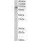 myeloperoxidase (MPO) Antibody