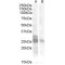 Myogenic Factor 5 (MYF5) Antibody
