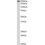 abx433004 (0.3 µg/ml) staining of Human peripheral blood lymphocytes lysate (35 µg protein in RIPA buffer). Primary incubation was 1 hour. Detected by chemiluminescence.