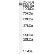 abx433006 (2 µg/ml) staining of Human Liver lysate (35 µg protein in RIPA buffer). Primary incubation was 1 hour. Detected by chemiluminescence.