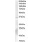 Nanos C2HC-Type Zinc Finger 1 (NANOS1) Antibody