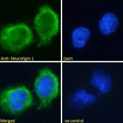 abx433026 Immunofluorescence analysis of paraformaldehyde fixed U251 cells, permeabilized with 0.15% Triton. Primary incubation 1hr (10 µg/ml) followed by AF488 secondary antibody (2 µg/ml), showing membrane/cytoplasmic staining. The nuclear stain is DAPI (blue). Negative control: Unimmunized goat IgG (10 µg/ml) followed by AF488 secondary antibody (2 µg/ml).