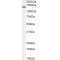 NACHT, LRR And PYD Domains-Containing Protein 5 (NLRP5) Antibody