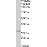 WB analysis using abx433043 (0.1 µg/ml) of Human Kidney lysate (35 µg protein in RIPA buffer). Primary incubation was 1 hour. Detected by chemiluminescence.