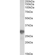 abx433044 (0.3 µg/ml) staining of HeLa lysate (35 µg protein in RIPA buffer). Primary incubation was 1 hour. Detected by chemiluminescence.