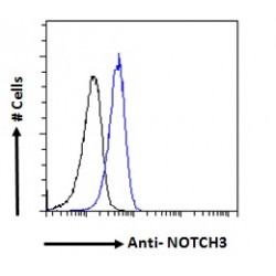 Neurogenic Locus Notch Homolog Protein 3 (NOTCH3) Antibody