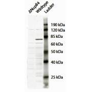 abx433061