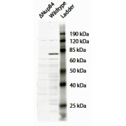 abx433061 (2 µg/ml) staining of Saccharomyces cerevisiae S288c lysate (35 µg protein in RIPA buffer). Primary incubation was 1 hour. Detected by chemiluminescence. Data kindly provided by Dr. F Reggiori, University of Utrecht, Netherlands