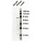 Nucleoporin NUP84 (NUP84) Antibody