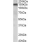 Oligodendrocyte Myelin Glycoprotein (OMG) Antibody