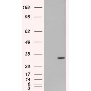 HEK293 overexpressing ORC6L and probed with abx433075 (mock transfection in first lane).