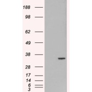 HEK293 overexpressing ORC6L and probed with abx433075 (mock transfection in first lane).