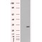 Origin Recognition Complex Subunit 6 (ORC6L) Antibody