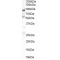 Oxysterol Binding Protein Like 10 (OSBPL10) Antibody