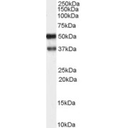 abx433087 (1 µg/ml) staining of Hippocampus) lysate (35 µg protein in RIPA buffer). Primary incubation was 1 hour. Detected by chemiluminescence.