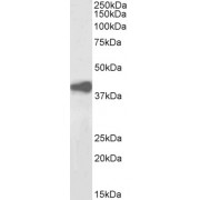 Western blot analysis of Human Liver lysate (35 µg protein in RIPA buffer), using biotin-conjugated Alcohol Dehydrogenase (pan-ADH) Antibody (2 µg/ml, 1 hour). Detected by chemiluminescence, using streptavidin-HRP and using NAP blocker as a substitute for skimmed milk.