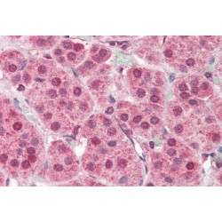 Poly ADP-Ribose Polymerase 2 (PARP2) Antibody