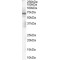 Poly ADP-Ribose Polymerase 2 (PARP2) Antibody